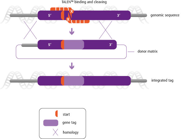 Gene tagging induced by a Custom TALEN™ in presence of a donor matrix