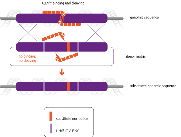 Nucleotide substitution induced by a Custom TALEN™ in presence of a donor matrix