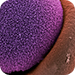 Applications using TAL Effector Nucleases technology