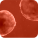 Cardiomyocytes