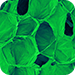 cell line customization