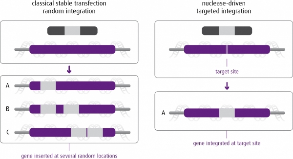 Advantages of targeted integration over random integration