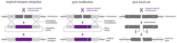Genome customization