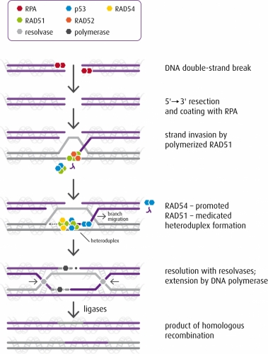Homologous Recombination