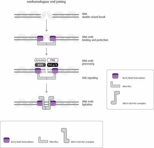 Non homologous end-joining