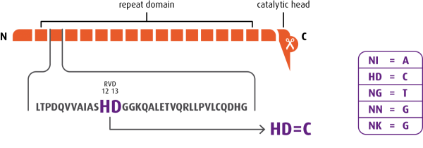 Transcription Activator-Like Effector Nuclease