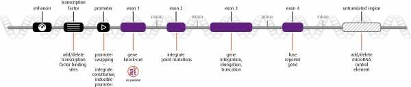 TALEN™ gene customization projects TALEN™ projects