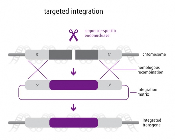 Targeted transgene integration