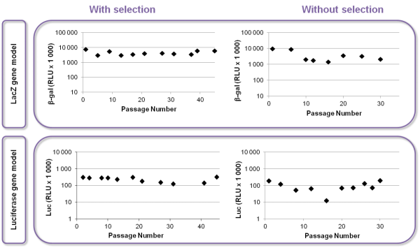 Stability of expression even in the absence of selection agent