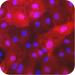 Hepatocytes