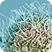 stem cell products