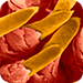 What are TAL Effector Nucleases?